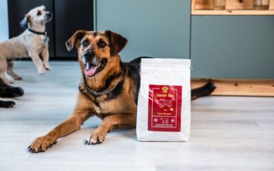 Care este cea mai bună hrană CricksyDog potrivită – conform clienților?