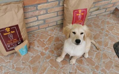 Schimb CricksyDog cu garanție – funcționează?