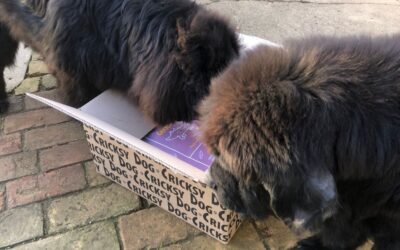 Schimbarea aromelor hranei CricksyDog – când e utilă, când nu?