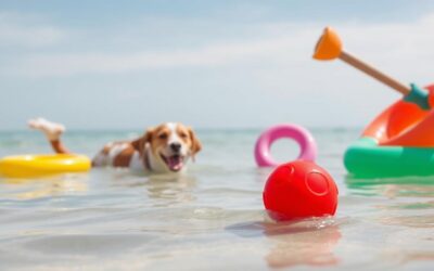 Blog 20 Ce jucării de vară pot fi folosite și în apă pentru câini?
