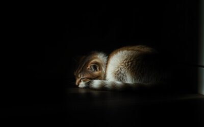 Stă nemișcată în colț – e depresivă?