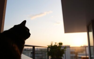 Pisica și balconul deschis – sfaturi pentru siguranță