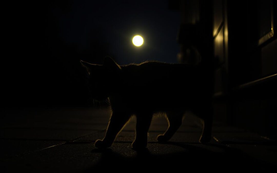 Plimbări nocturne cu pisica – ce trebuie să știi?