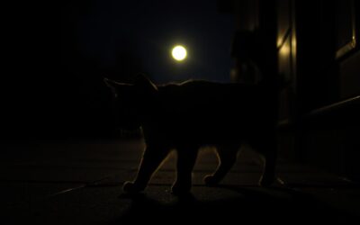 Plimbări nocturne cu pisica – ce trebuie să știi?