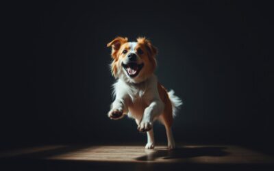 Blog 16 Activ chiar și în zilele mohorâte – obișnuiește-ți câinele cu lipsa luminii