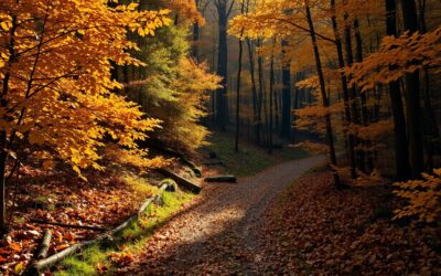 Blog 17 Recunoașterea mediului periculos la plimbări – deosebit de important toamna