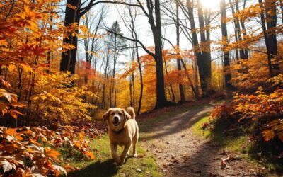 Blog 18 Drumeții cu câinele în pădure – reguli de bază pentru toamnă