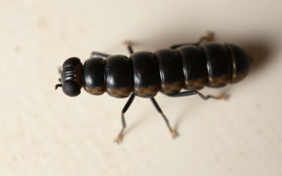 Larva muștei soldat negre – sursă revoluționară de proteine pentru câinele tău