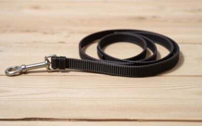 Blog 23 Lesă de dresaj pentru câini – Tot ce trebuie să știi despre asta!