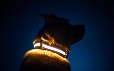 Blog 17 Zgardă luminoasă pentru câini – Tot ce trebuie să știi despre asta!
