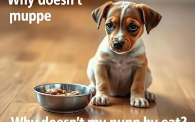 De ce nu mănâncă puiul meu de câine?