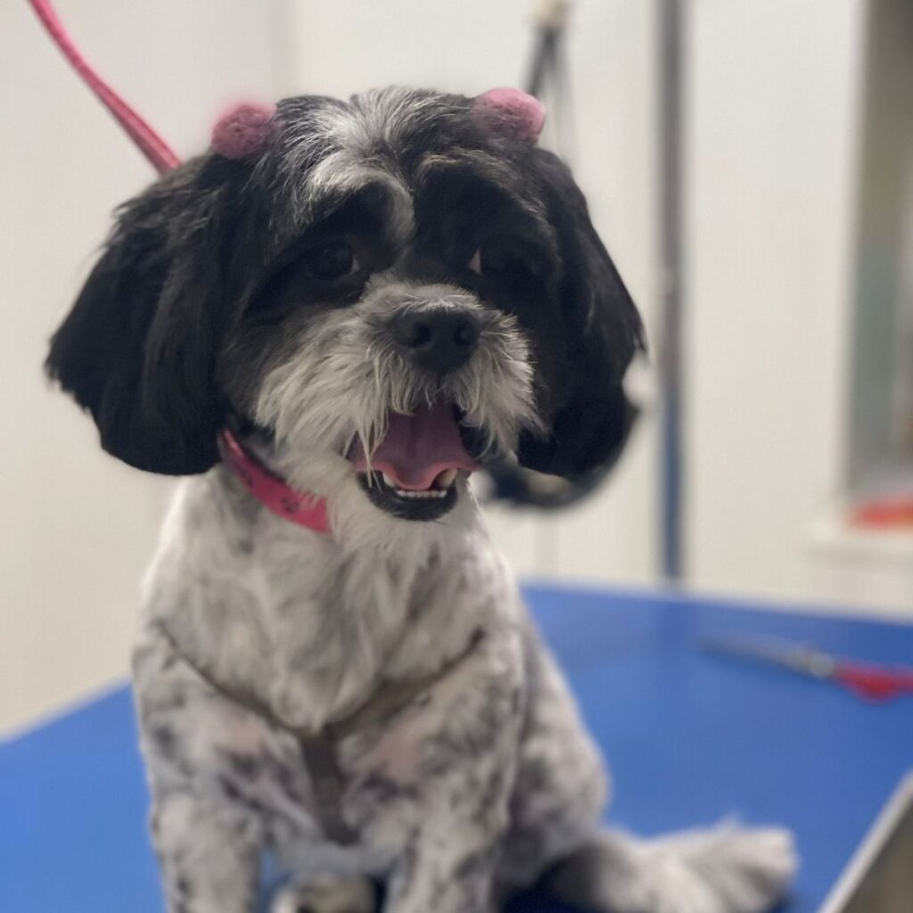 Image #2 from Nistor Luminita