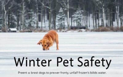 Câinele și apa înghețată – când este interzis?