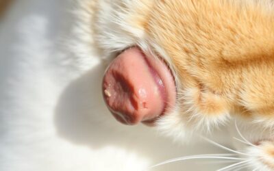 Tumor cutanat la pisică – Tot ce trebuie să știi despre asta!