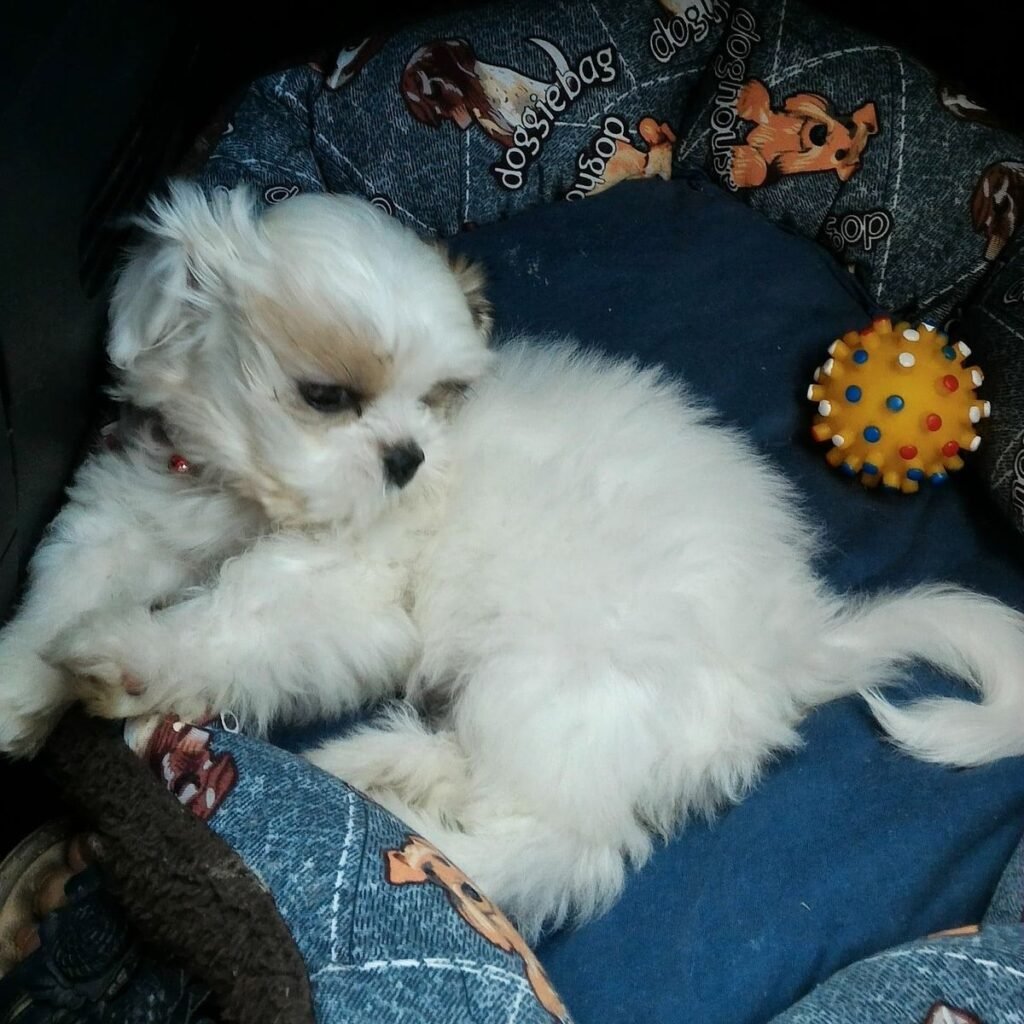 Buldog francez 132 Image #1 from Manoliu Claudia