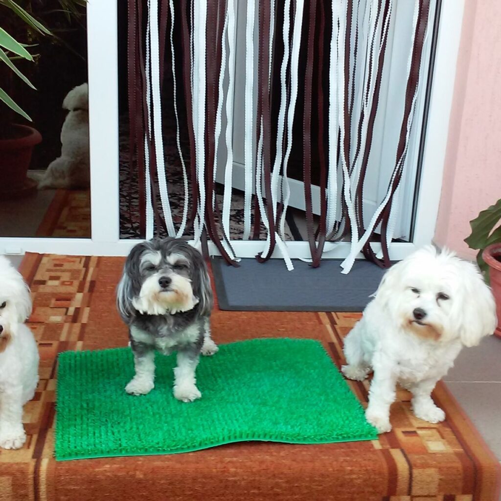 Image #1 from Florica Lazurean