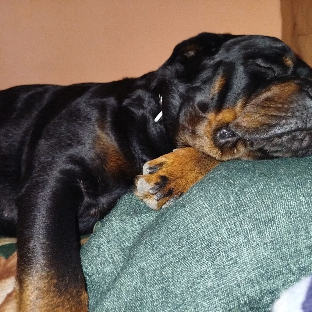 Image #2 from Marioara Parlea