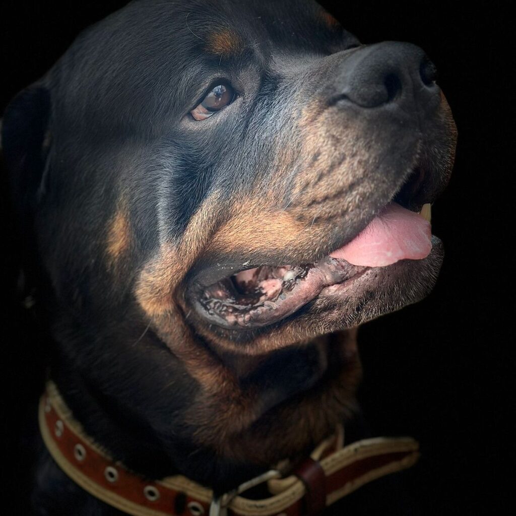 Retrieveri, Câini de Vânătoare și Câini de Apă 332 Image #1 from Eugen Ion