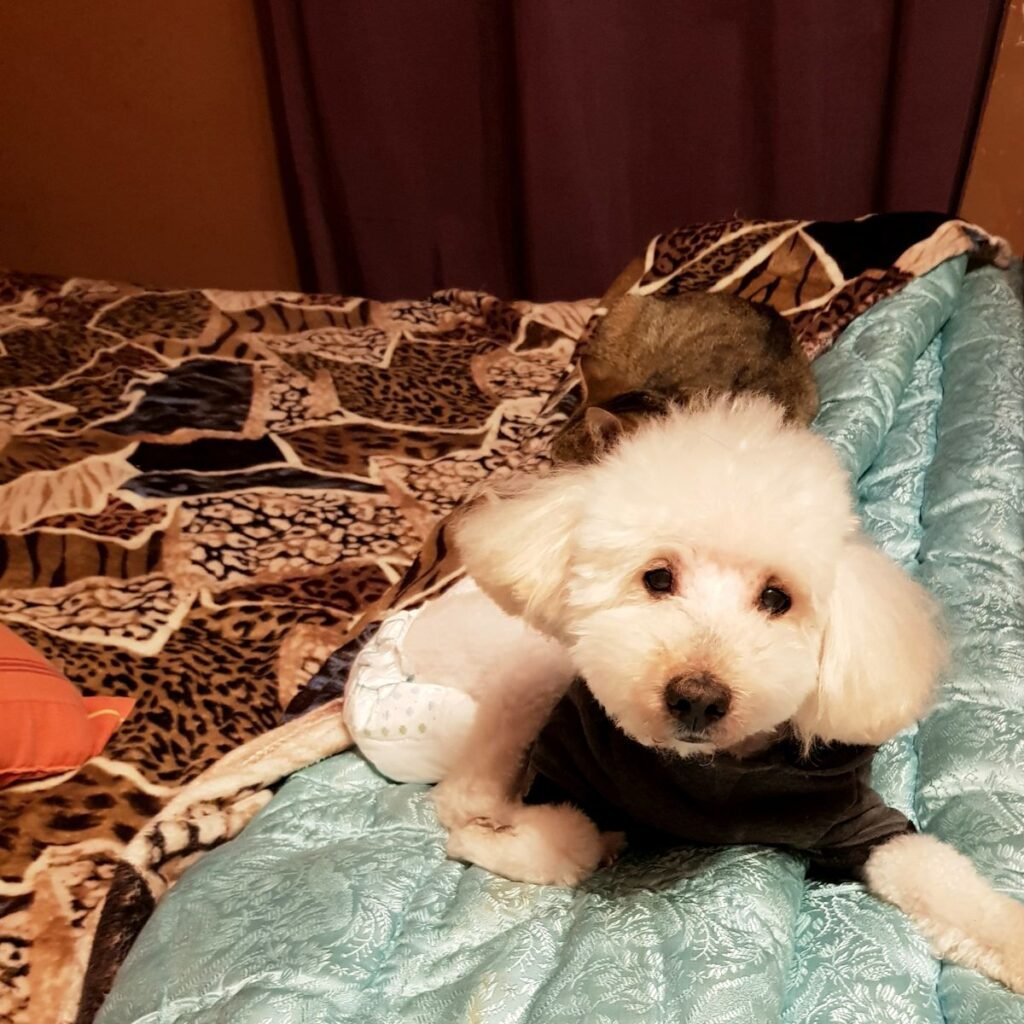 Image #1 from Ovidiu Mihai Cadarean