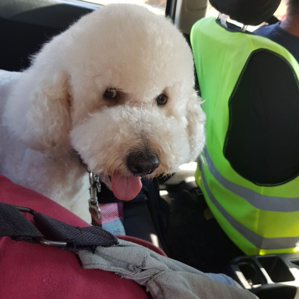 Image #1 from Ovidiu Mihai Cadarean