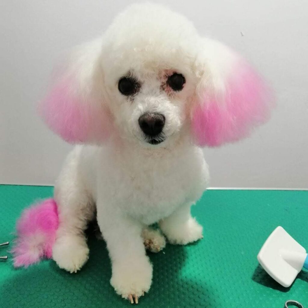 Image #1 from Circiumaru Tudora