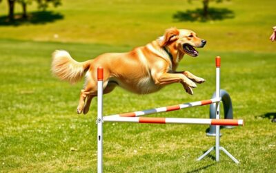 Antrenament de sărituri pentru câine – Tot ce trebuie să știi despre asta!
