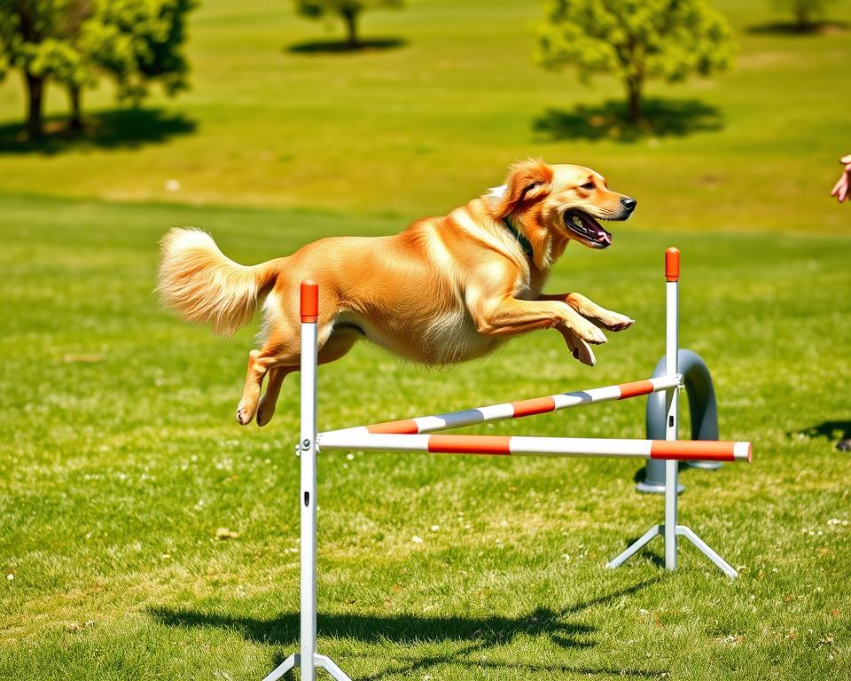 antrenament-de-sarituri-pentru-caine antrenament de sărituri pentru câine