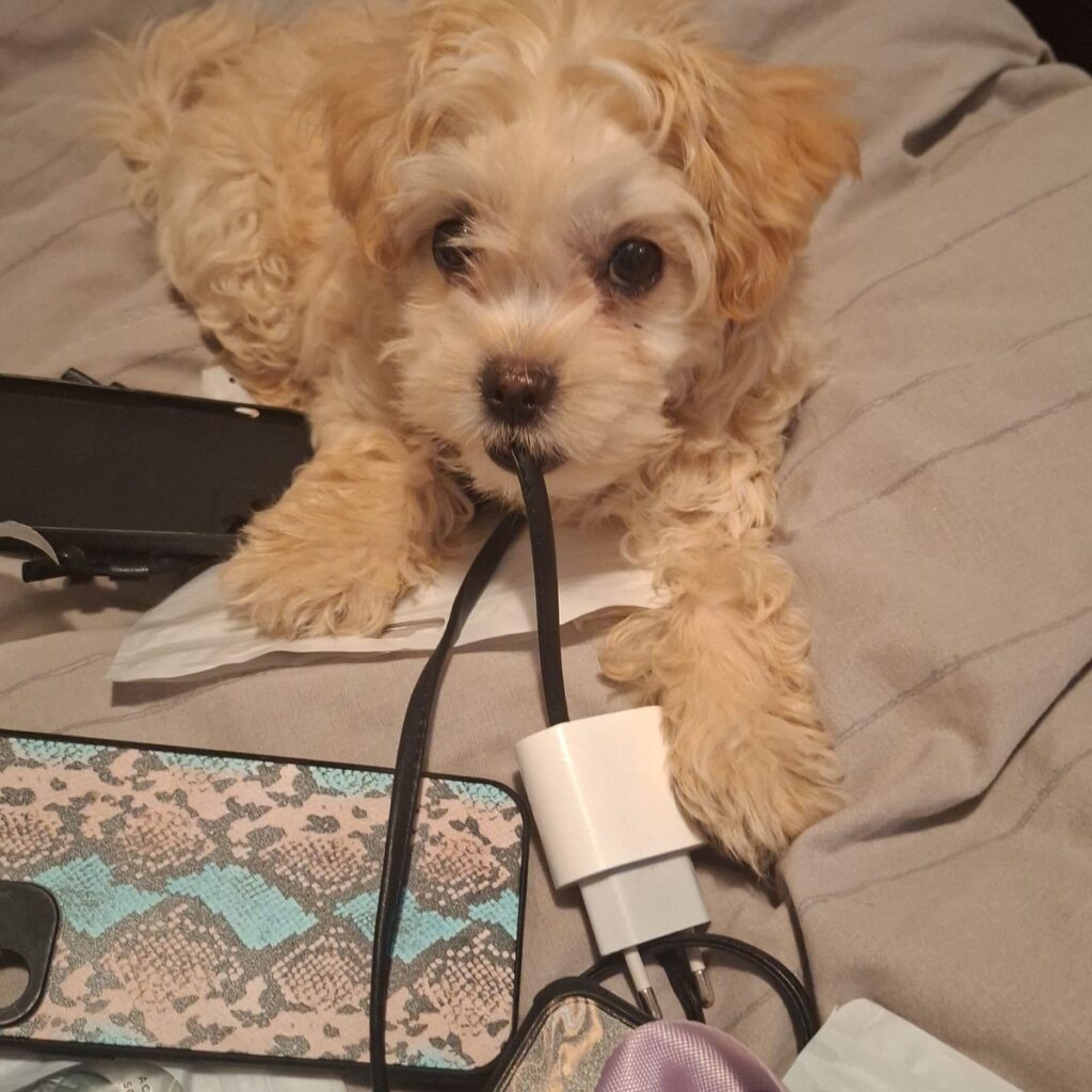 Image #1 from Tudor Nina