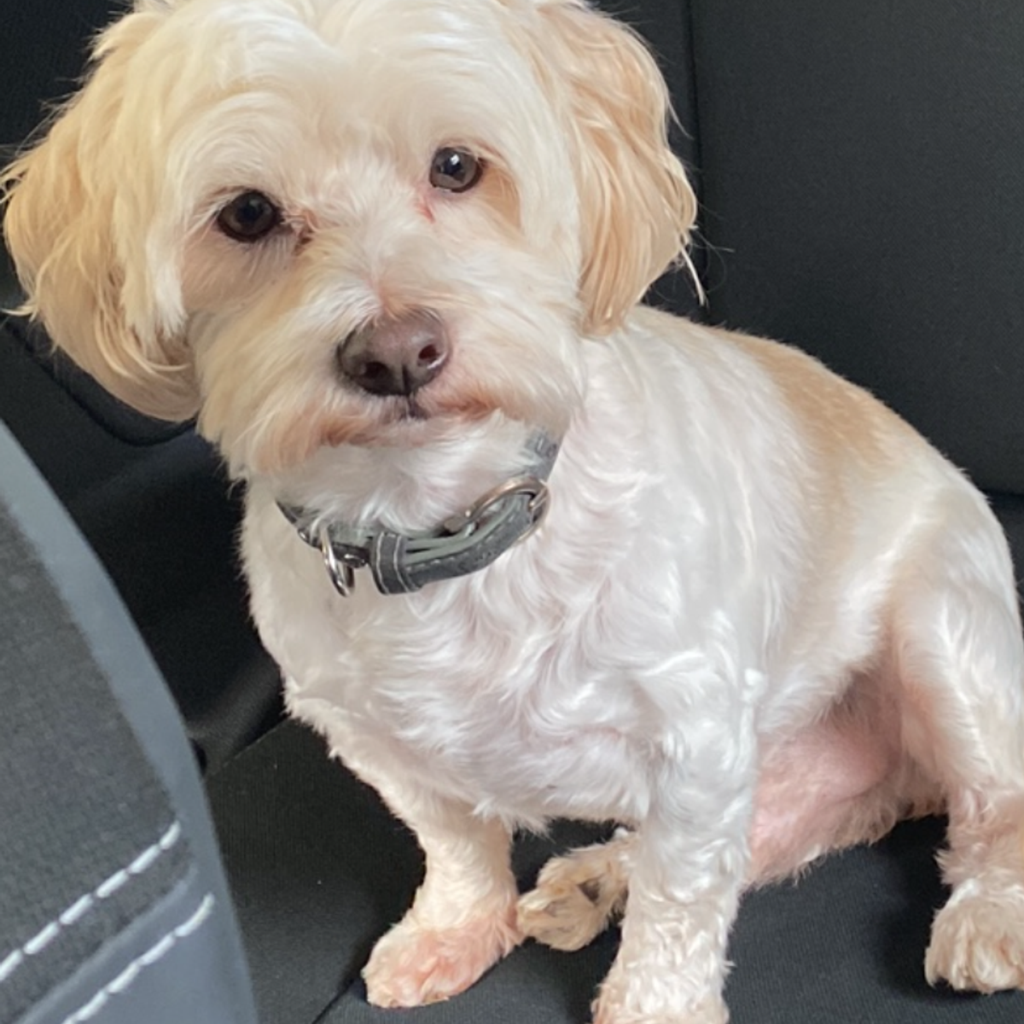 Image #1 from Bolocan Anișoara