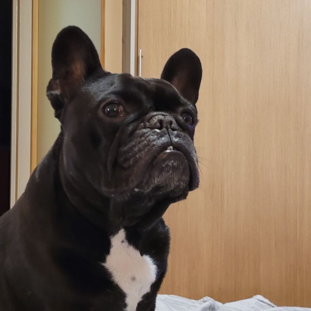 Image #1 from Vajda Reti F.