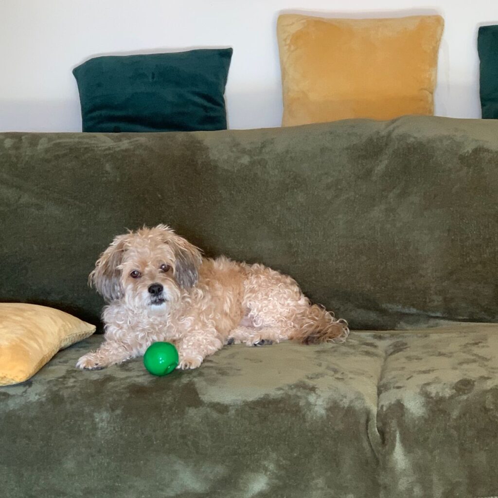 Câinii de Companie 313 Image #2 from Dorneanu Florica