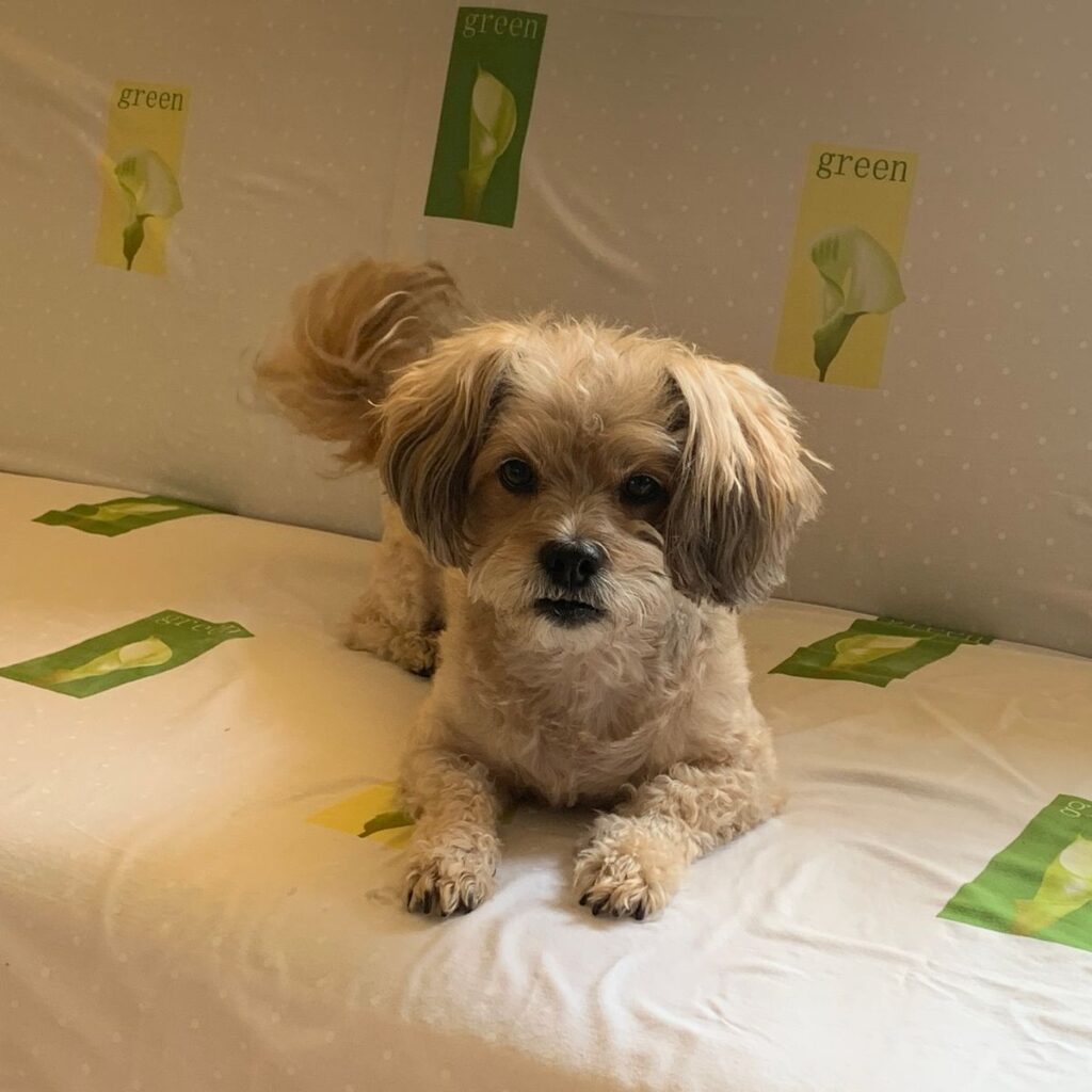 Câinii de Companie 312 Image #1 from Dorneanu Florica