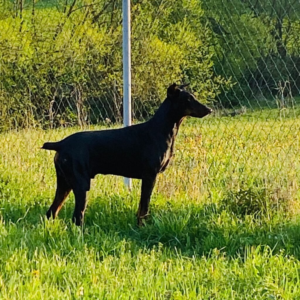 Image #1 from janos boldizsar