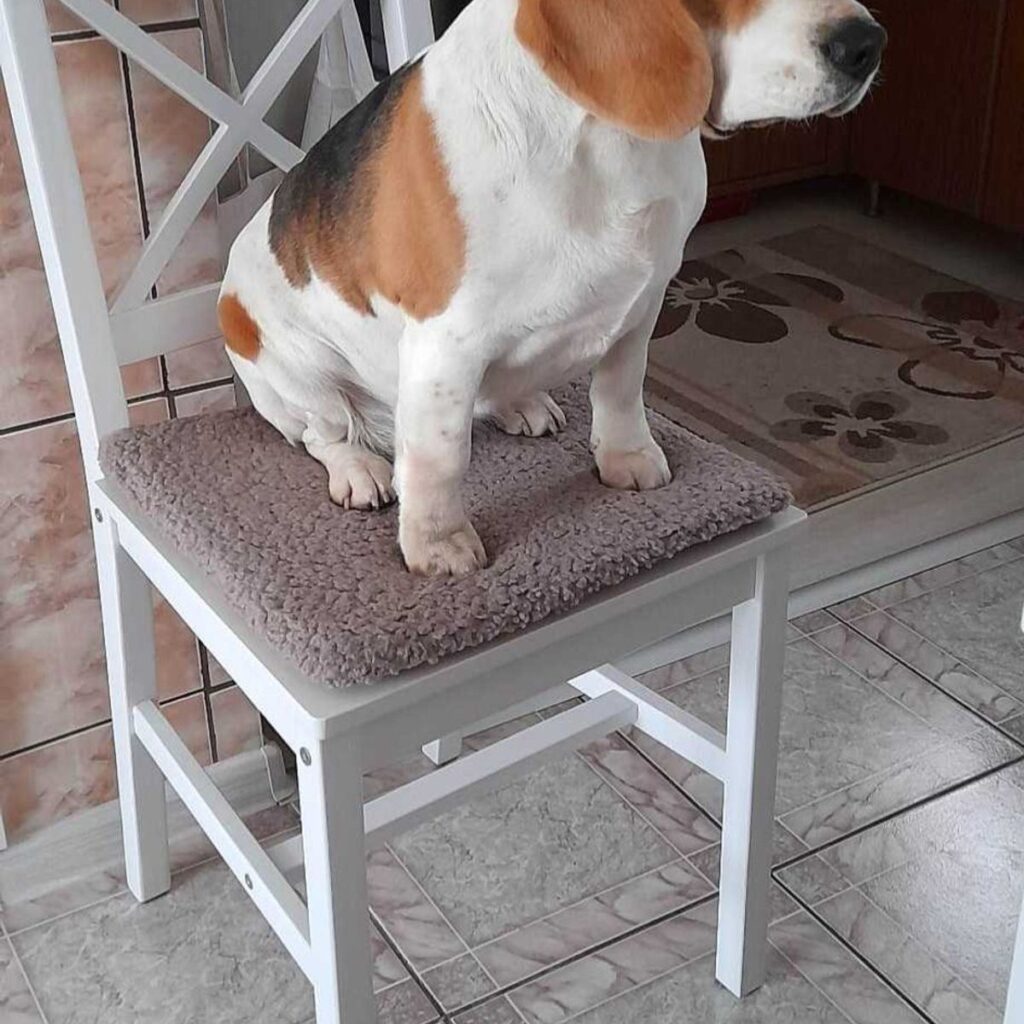 Image #1 from AUREL COSTEA