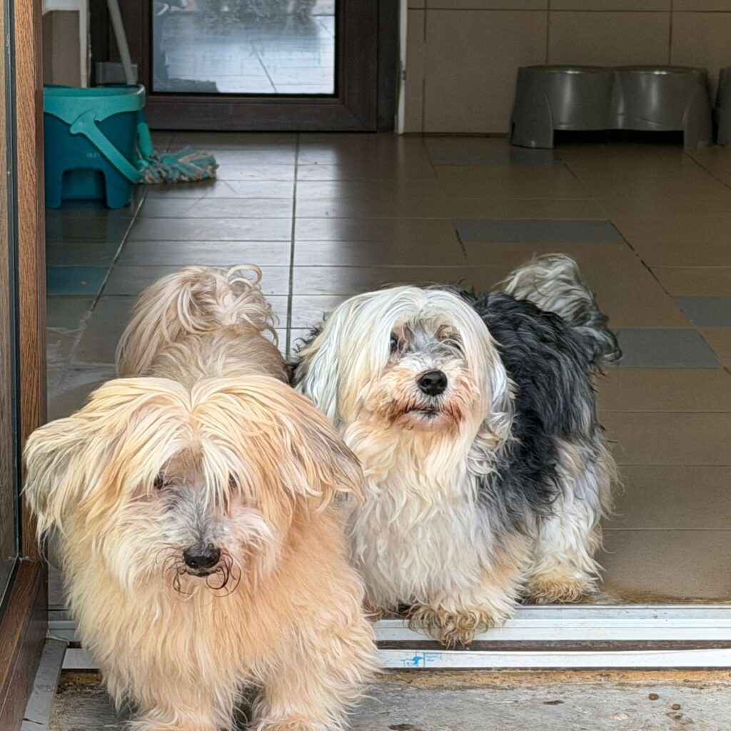 Image #2 from Kovacs I.