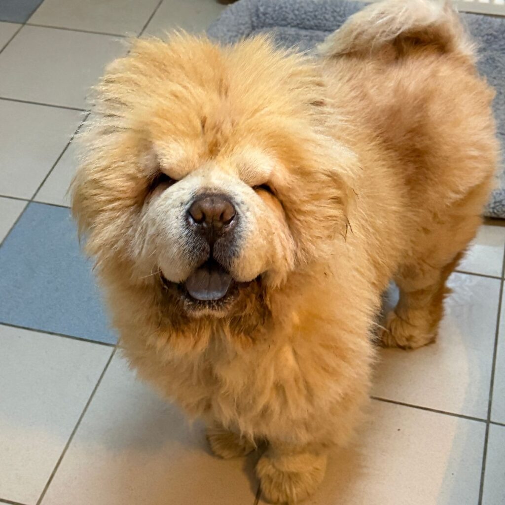 Image #1 from Kovacs I.