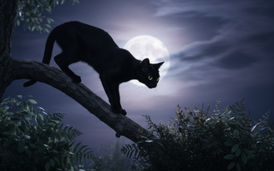 Instinctul de vânătoare nocturn al pisicii – Tot ce trebuie să știi despre asta!