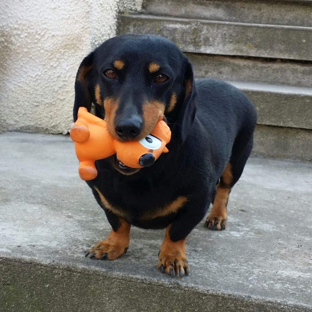 Image #1 from Centea R.