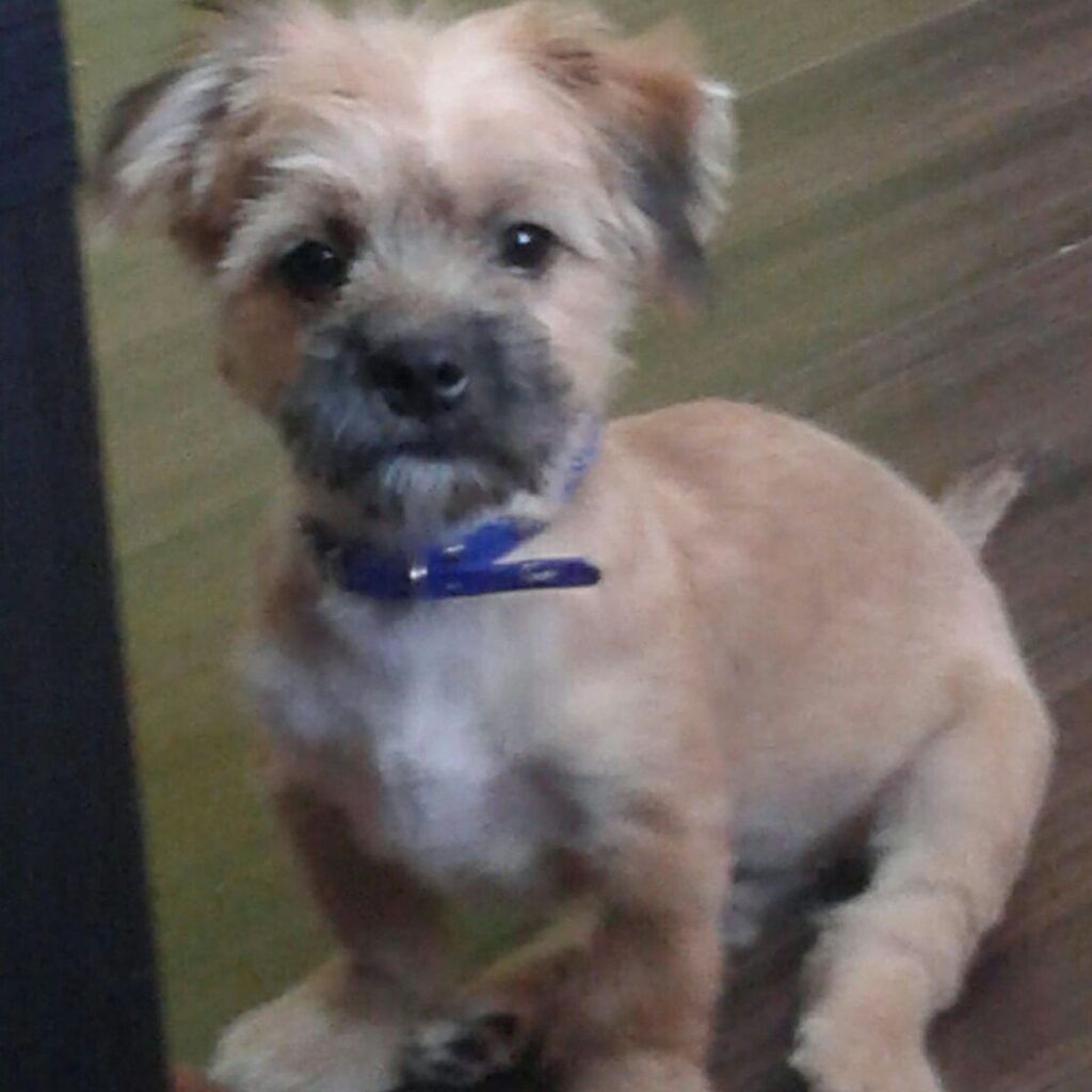 Pagina principală CricksyDog și CricksyCat 179 Image #2 from Maria Magdalena Bobocea