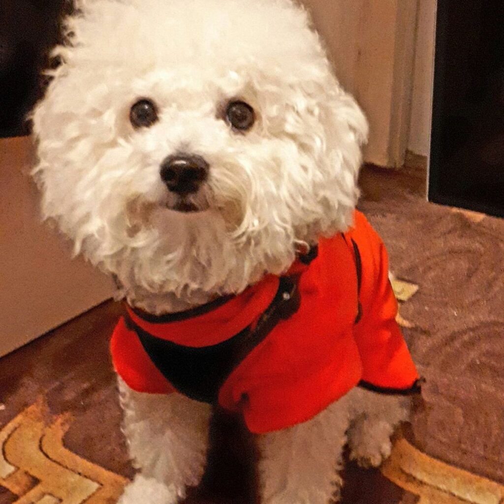 Ciobănesc german 156 Image #1 from Cristache Florela