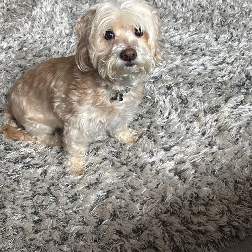 Image #1 from Bolocan Anisoara