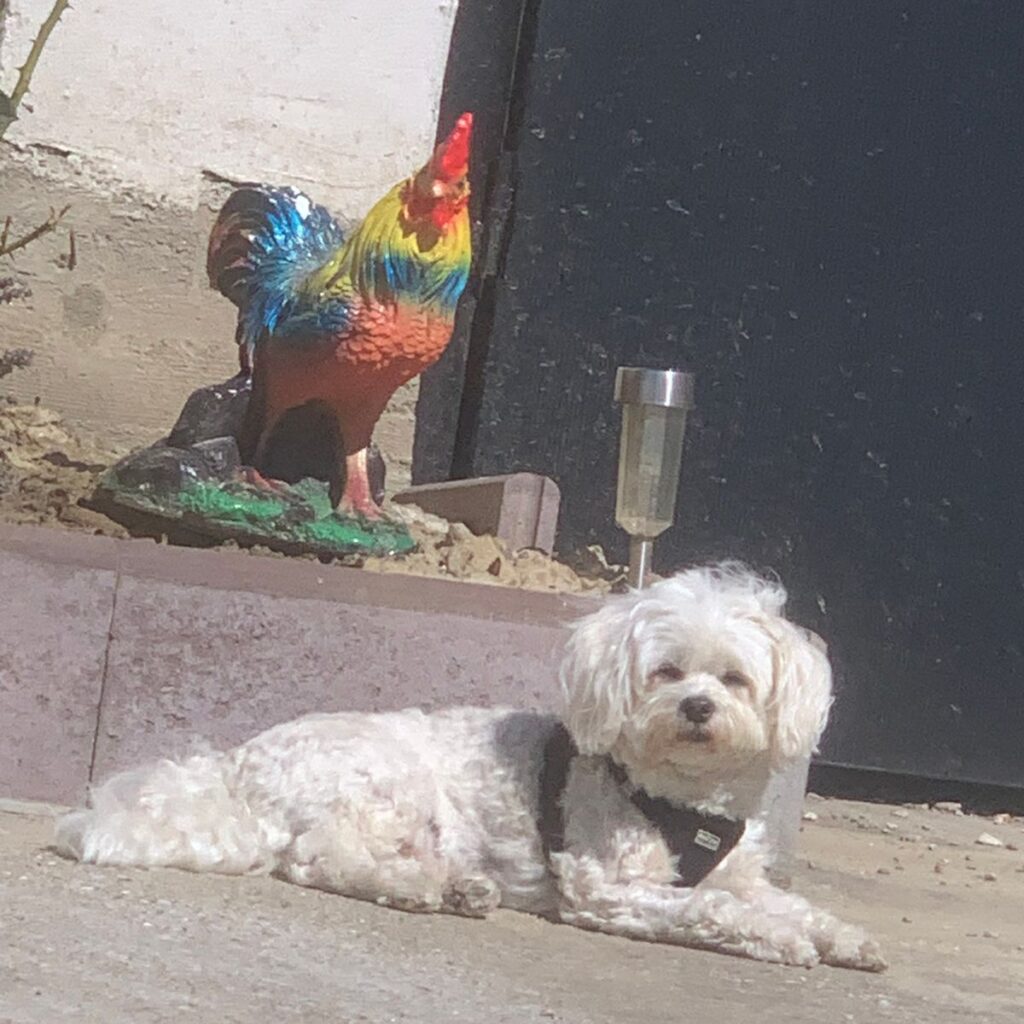 Pagina principală CricksyDog și CricksyCat 199 Image #1 from Radu Margit