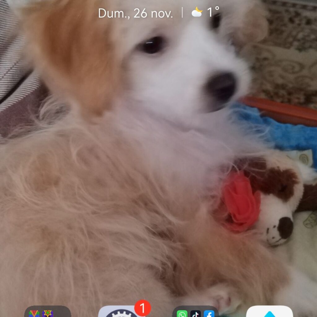 Image #1 from Noroc Mariana