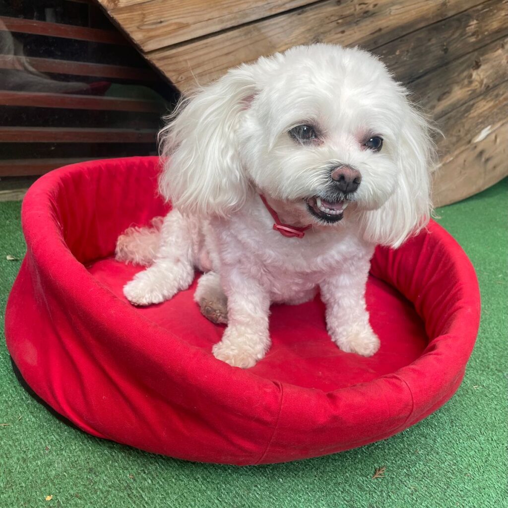 Pagina principală CricksyDog și CricksyCat 166 Image #1 from Richard Szilagyi