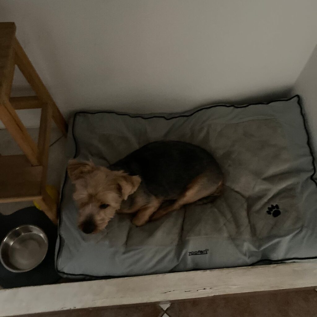 Image #1 from Calina Florentina