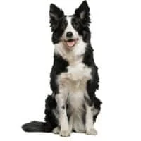 ro 2023 07 border collie0