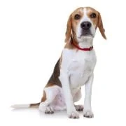 ro 2024 09 beagle