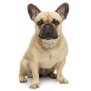 ro 2024 09 francia bulldog
