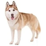 ro 2024 09 husky