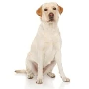 ro 2024 09 labrador